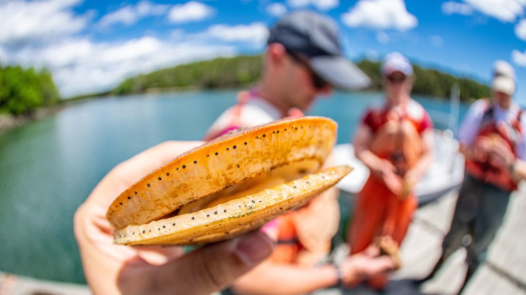 UMaine students check scallop traps on the Damariscotta River near the Darling Marine Center.