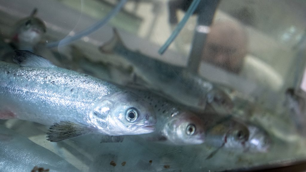 Young salmon peer through a clear tank wall.