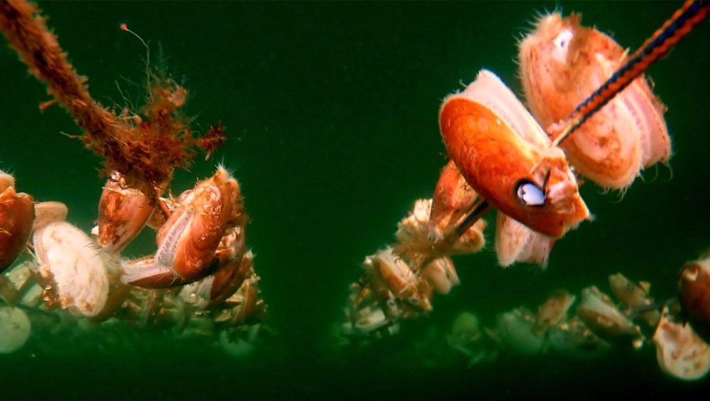 A photo of scallop lines underwater