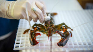 image of lobster