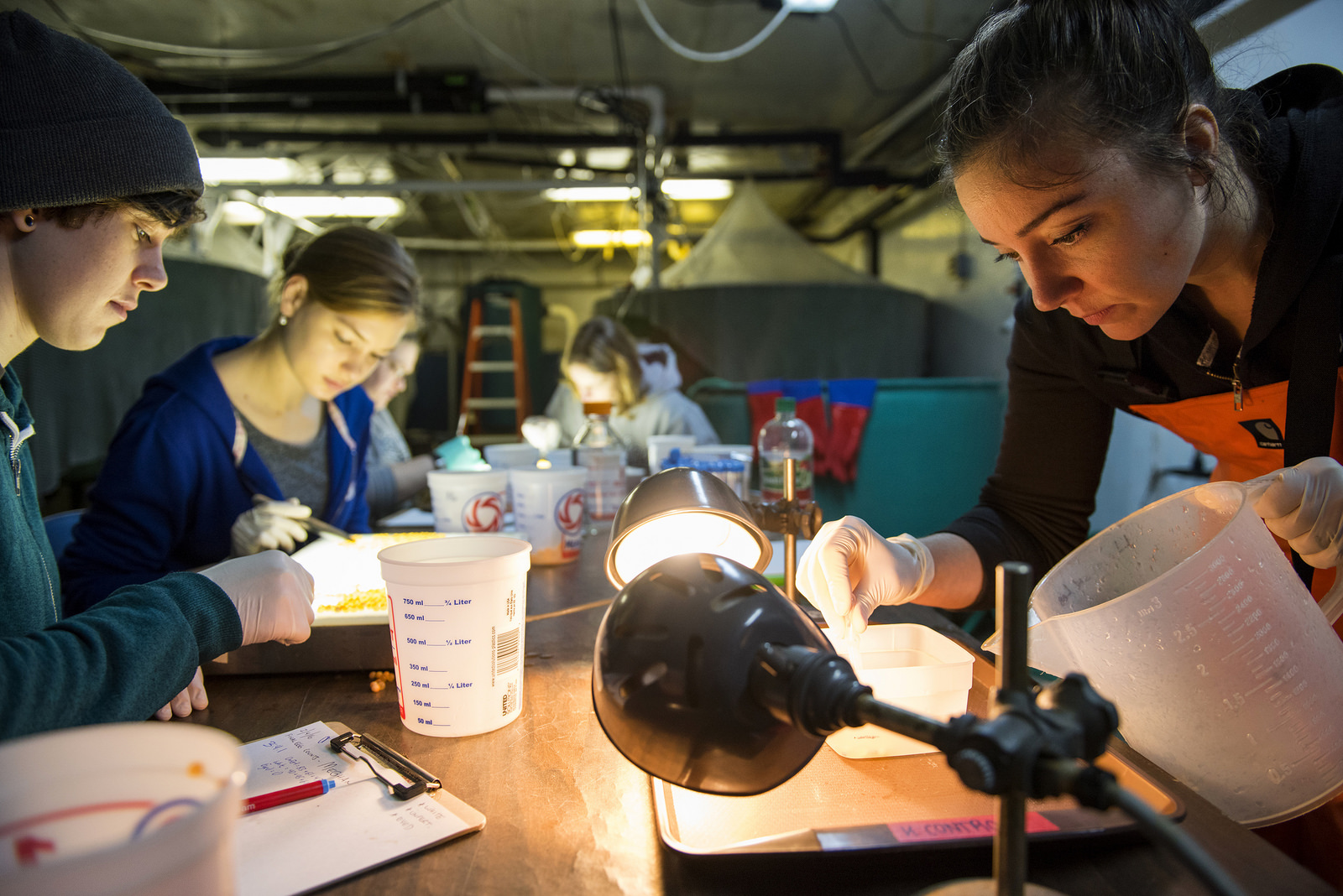 students working in lab