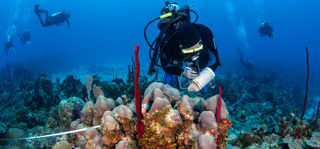 image of underwater research on coral reefs