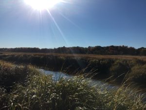 An Image of a salt marsh along Nonesuch River at low tide