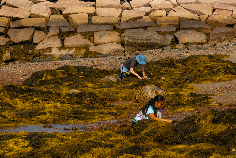 A photo of students working with seaweed