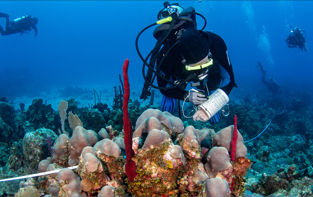 A photo of a scuba diver