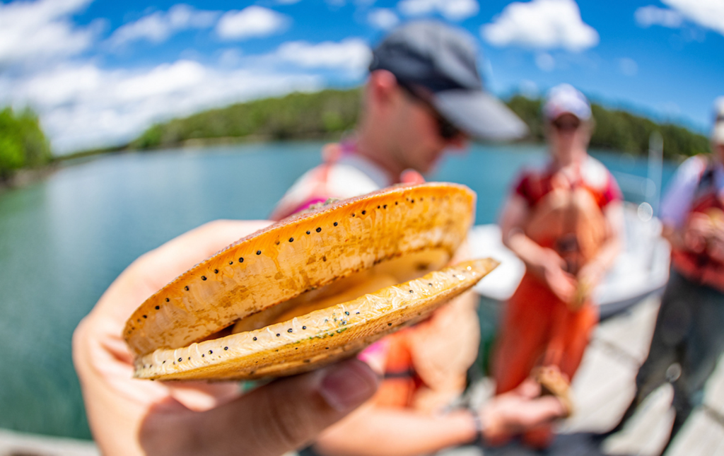 A photo of a scallop
