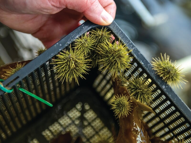 A photo sea urchins in a container