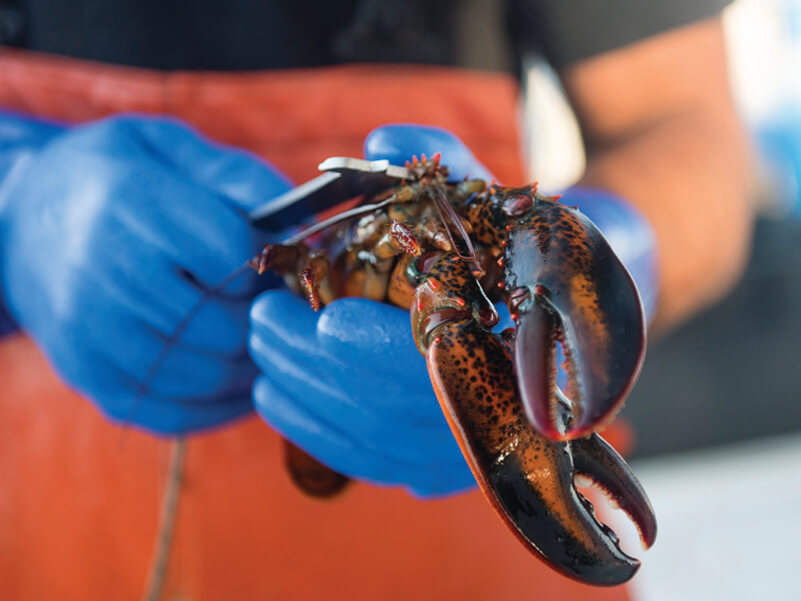 A photo of a person measuring a lobster
